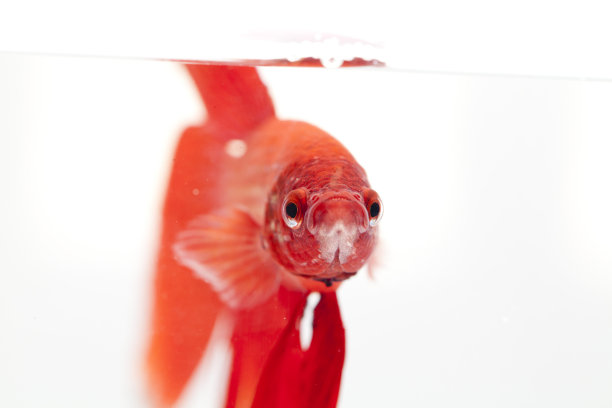 是水里的大鱼图片下载