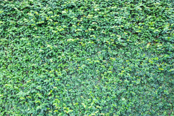 绿叶自然墙图片下载