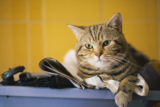 可爱的猫图片下载