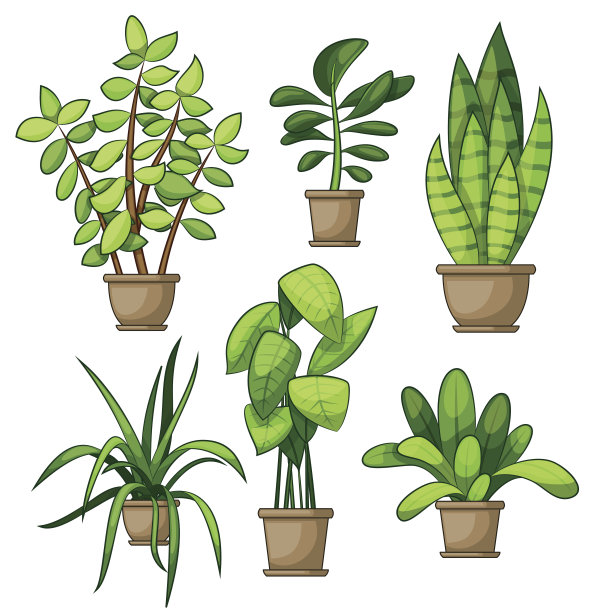 一套不同的室内植物图片下载