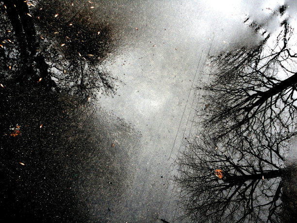 树木的自然反射图片下载