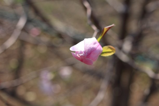 日本木兰iliiflora图片下载