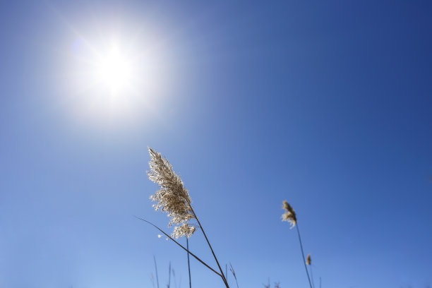 岛上的芦苇在摇曳图片下载