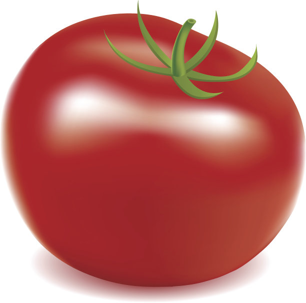 一个番茄图片下载