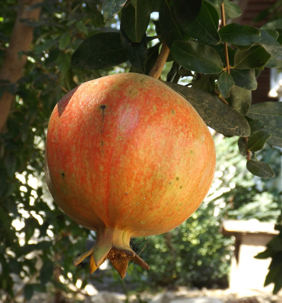 树上结了石榴图片下载