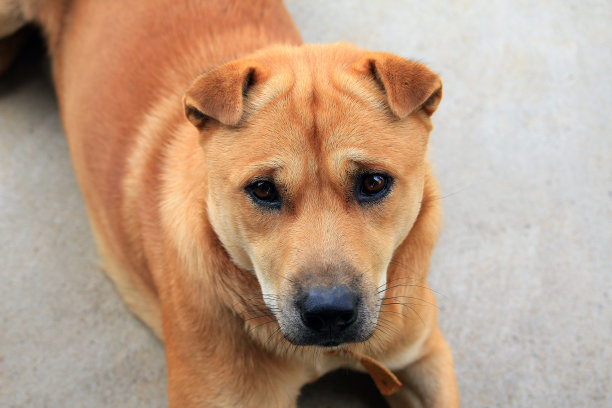 一只泰国狗在水泥地板上休息图片下载