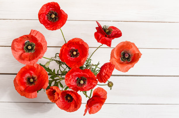 木桌上的玻璃花瓶里放着一束红色罂粟花图片下载