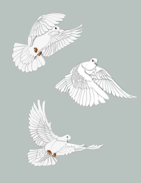 鸽子图片下载