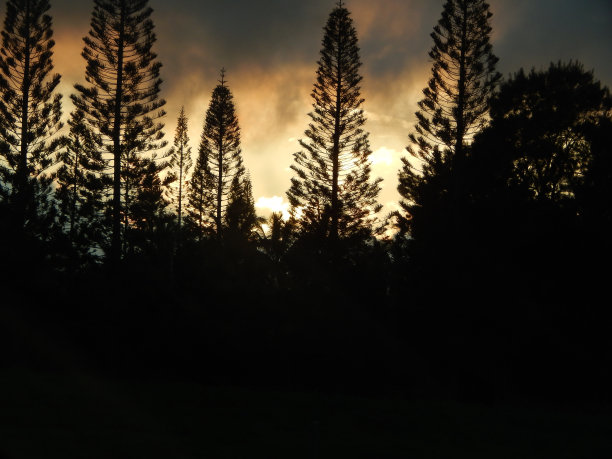 树影与日落图片下载