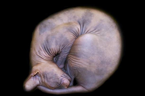 猫的月亮图片下载