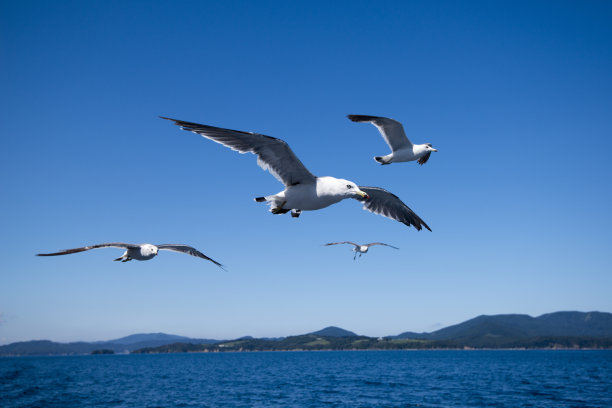 黑尾鸥图片下载