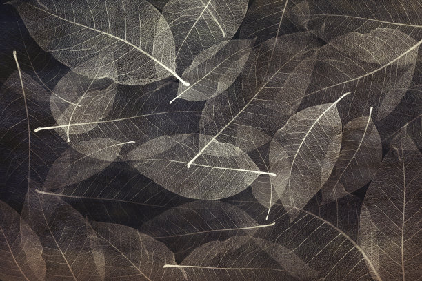 单色墙纸抽象色彩骨架木兰叶图片下载