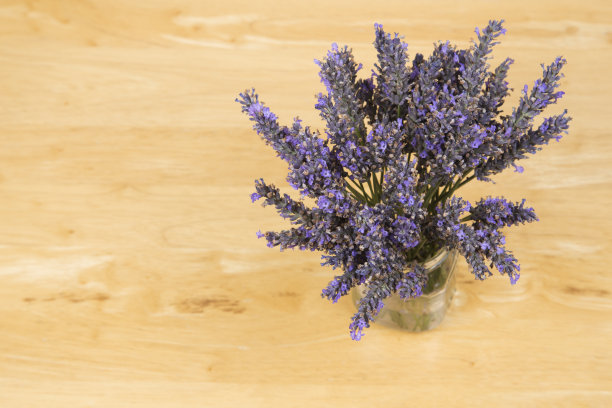 艾瑞尔的薰衣草图片下载