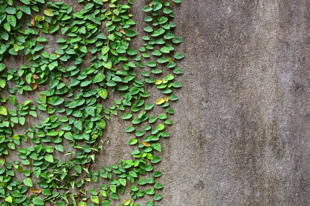 老水泥墙上的常青藤叶子或攀缘植物图片下载