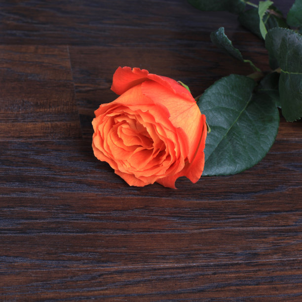 带拷贝空间的玫瑰图片下载