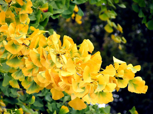 银杏叶图片下载