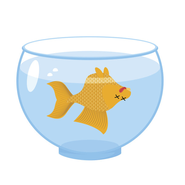 鱼缸里的死金鱼。海洋动物死亡。尸体的金鱼图片下载