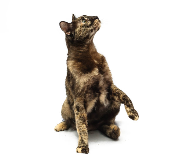 有趣的猫图片下载