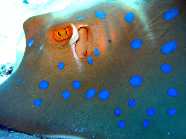 黄貂鱼图片下载