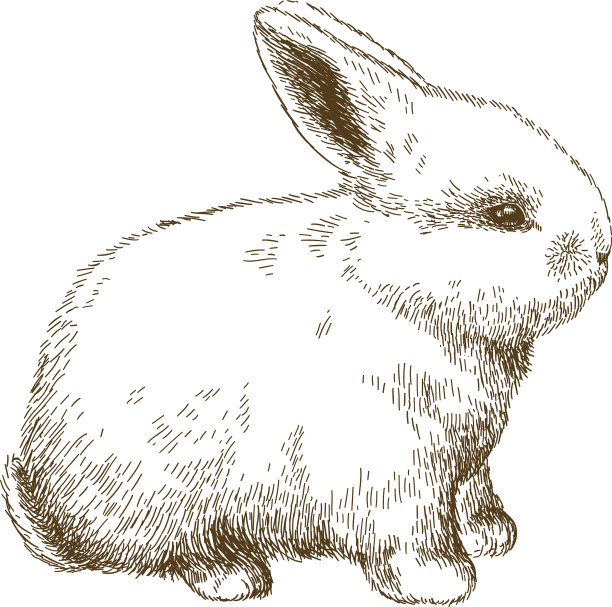 蓬松兔子雕刻插图素材图片