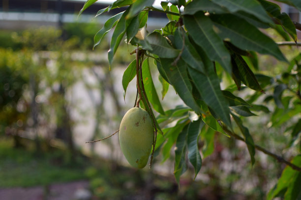 芒果图片下载