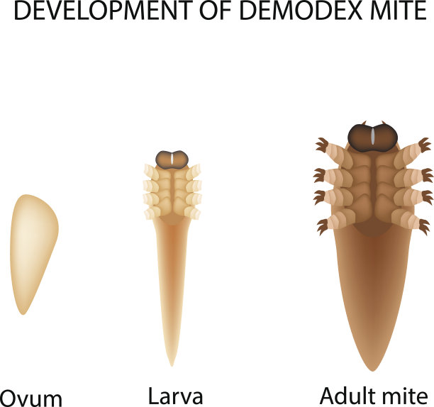 蠕形螨的繁殖。幼虫、成虫。Demodecosis。信息图。矢量插图在孤立的背景。素材图片