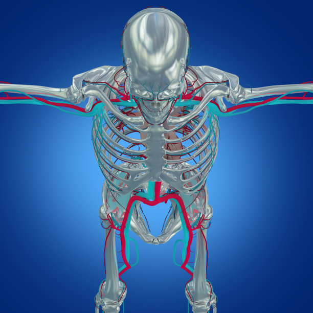 人类骨骼有血管系统，静脉。3 d演示。图片下载