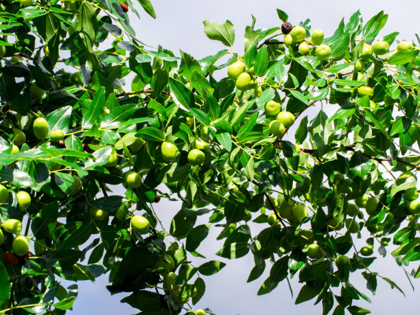 树上青青的枣图片下载