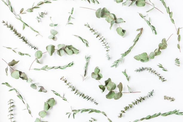 用不同的干桉树枝做成的图案。平躺图片下载