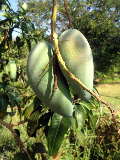 树上的两个绿芒果图片下载