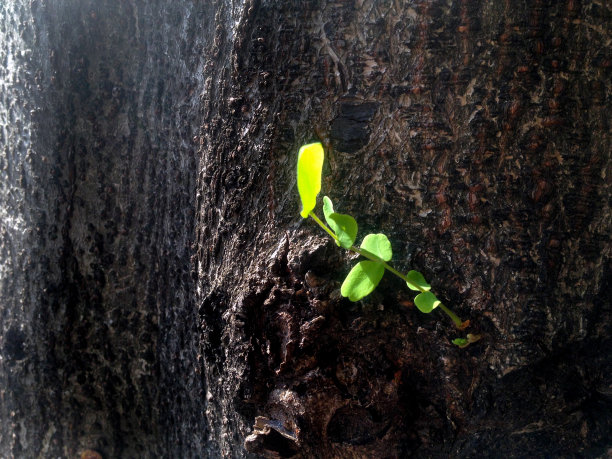 树皮和嫩叶的纹理和墙纸图片下载