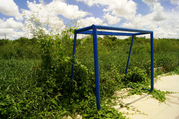 草，生长沿水泥地板林，草图片下载