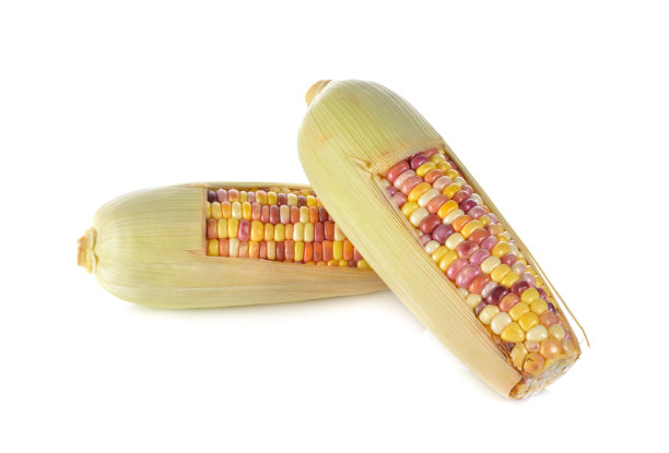 白底带壳的生彩虹玉米图片下载
