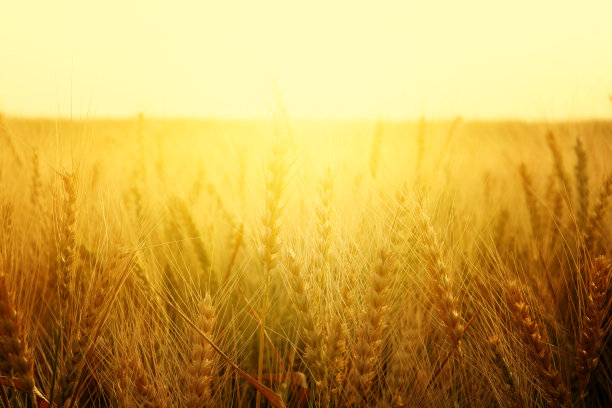 日落时麦田的照片图片下载