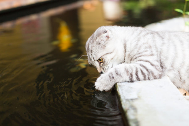 苏格兰斑猫品种图片下载