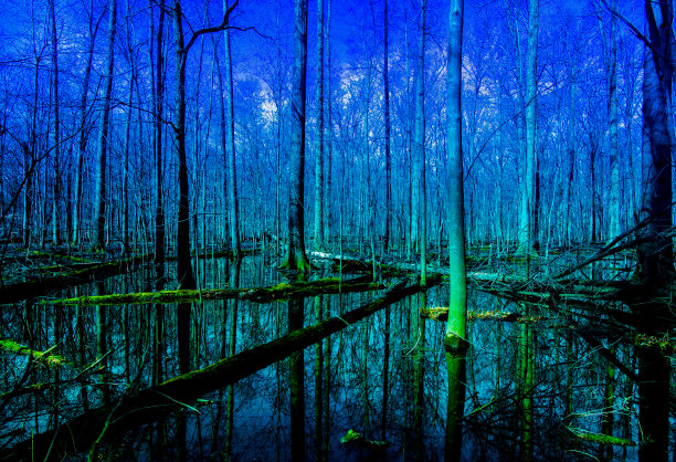 洪水森林的午夜场景图片下载