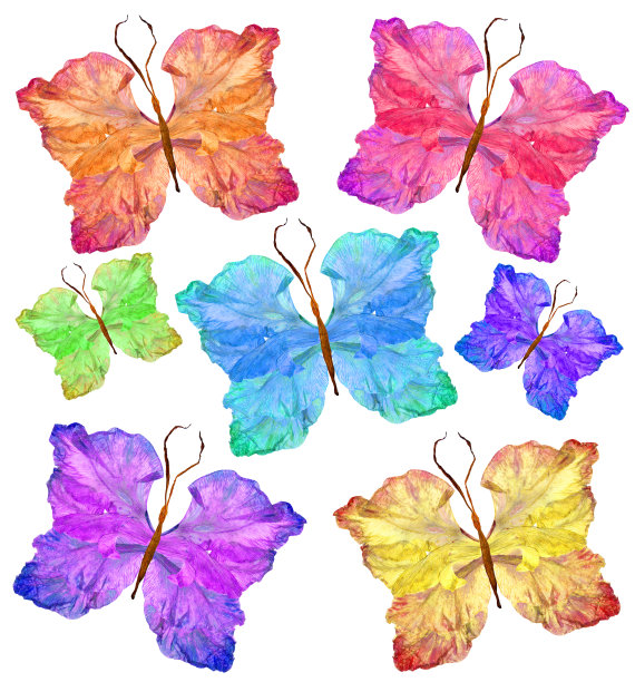 由剑兰花制成的花蝴蝶图片下载