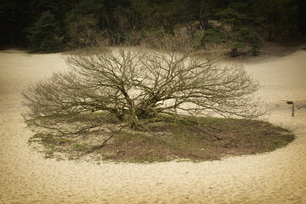 孤独的树图片下载