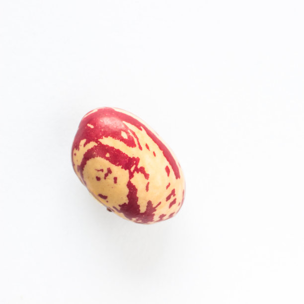 白底上的一颗豆子。俯视图图片下载