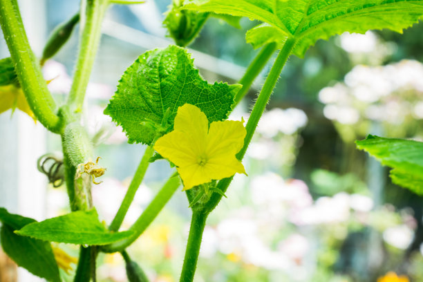 黄瓜在植物上开花图片下载