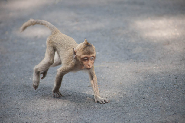 可爱的猴子图片下载