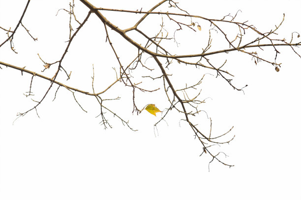 秋天在枝上孤立黄叶图片下载