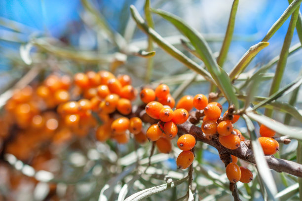 沙棘树枝图片下载