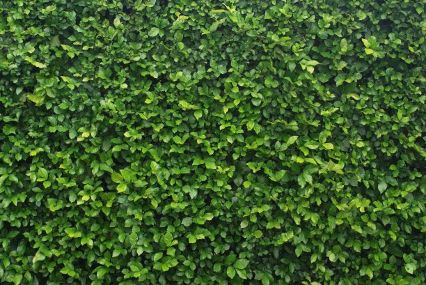 叶子的背景图片下载