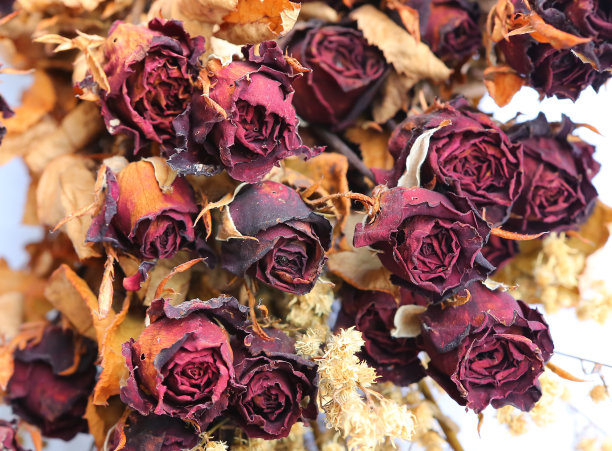 干红玫瑰配白花图片下载