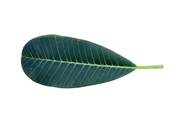 鸡蛋花或鸡蛋花叶孤立在白色背景上。图片下载