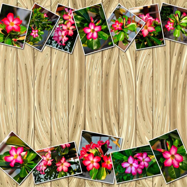 肥厚Adenium obesum的堆积照片图片下载