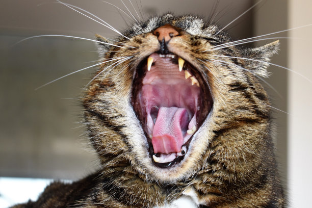 大猫的嘴巴图片下载