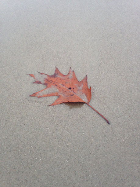 干燥的橡树叶躺在潮湿的沙滩上。图片下载