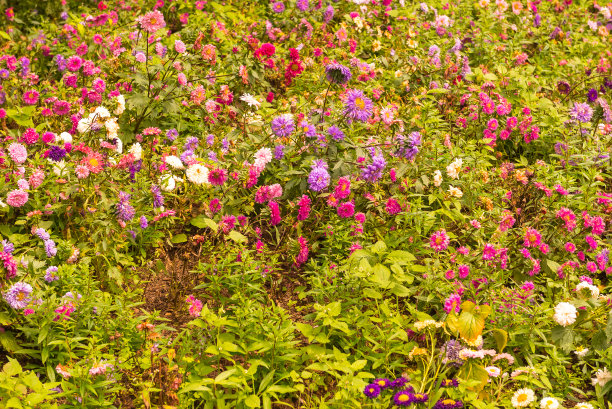 花园中美丽的黄色花朵的特写图片下载